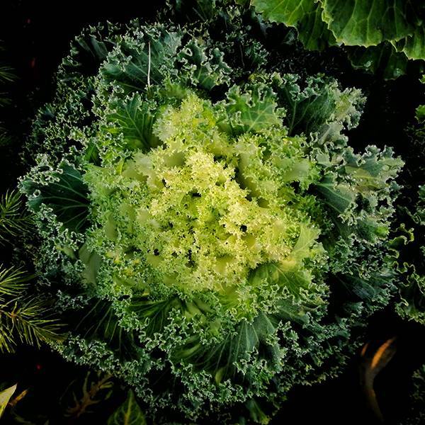 Kale vegetable